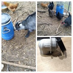 DSC_274055-COLLAGE.jpg anti-pest chicken feeder