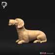 Dachshund-Wire-Haired-Pose-08-Dog-3D-Print-8s.jpeg Dachshund Wire Haired Pose 08
