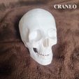 2.jpg human skull bones