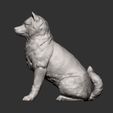 shiba-inu13.jpg shiba inu 3D print model