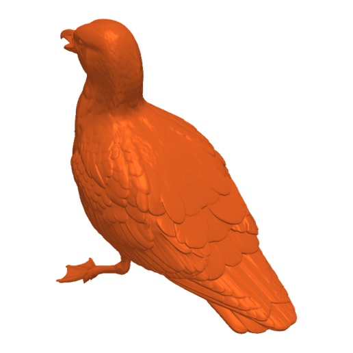 Seagull