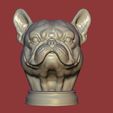 1.jpg Exotic French Bulldog Bust