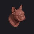 french_bulldog_0003.jpg French Bulldog Head