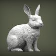rabbit-rex-agouti1.jpg Rabbit rex agouti 3D print model