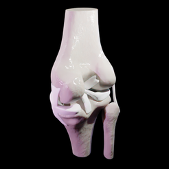 Archivo OBJ gratis anatomía artística 🗿・Objeto de impresión 3D