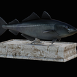 coalfish-statue-box-1-8.png fish coalfish / Pollachius virens with storage space / for 3d printing