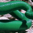 Cascabel-4.jpg Rattlesnake