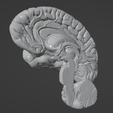 67.PNG.9d30ef21d2d8938c4f94af66a86170ef.png 3D Model of Human Brain