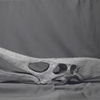 Pteranodon03.jpg Life-size Pteranodon skull fossil