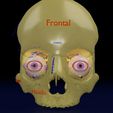 eyecsa.jpg Eye anatomy cut open detail labelled 3D