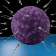 0010.png Human Fertilization: Sperm & Ovum 🧬 Dynamic 3D Model