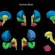 3.png.75090c3e6fd5130e3695a3a4f1d8b24b.png 3D Model of Human Brain
