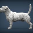 Jack-Russell-Terrier5.jpg Jack Russell Terrier Longhair 3D print model