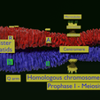 Image-0011.png Chromosome genetic recombination blender 3d