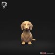 Dachshund-Smooth-Haired-Pose-07-Dog-3D-Print-10s.jpeg Teckel à poil lisse Pose 07