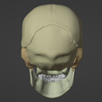 4.png 3D Model of Skull Anatomy - ultimate version