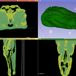 2019-09-29-Scene.png Gator l'alligator - tomodensitométrie