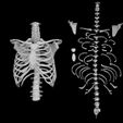 Skeleton-vertebral-column-torso.jpg Skeleton vertebral column torso bones (90 bones)
