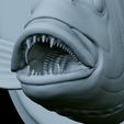 Dentex-head-trophy-46.png fish head trophy Common dentex / dentex dentex open mouth statue detailed texture for 3d printing