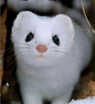 3D model snow white weasel 4.jpg Snow-White Weasel