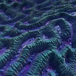 140953_header3_small.jpg Coral texture roller