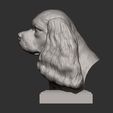 spaniel7.jpg Spaniel cavalier king charles bust 3D print model