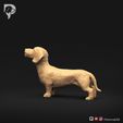Dachshund-Miniature-Wire-Haired-Pose-02-Dog-3D-Print-7s.jpeg Dachshund Miniatura Pelo de Alambre Pose 02
