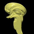 9.PNG.11c923e0fb60a5a02dcd9a1478ac5b6b.png 3D Model of Human Brain
