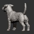 Jack-Russell-Terrier9.jpg Jack Russell Terrier Longhair 3D print model