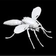 mosquito_1.jpg комар