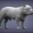 american-bulldog-standing4.jpg American Bully standing 3D printed model