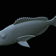 Dentex-statue-1-47.png fish Common dentex / dentex dentex statue underwater detailed texture for 3d printing