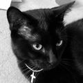 Old_catweazle