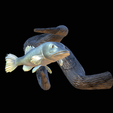 pike-high-quality-1-31.png big old pike underwater statue on the wall detailed texture for 3d printing