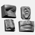 01.jpg ANATOMY PACK - FACE PARTS