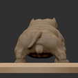 4.png exotic bully micro