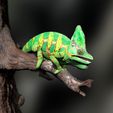 Chameleon_Scene1-2.jpg Chameleo Calyptratus- Yemen Chameleon-STL with Full-Size Texture- High-Polygon 3D Model