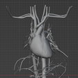 26.png 3D Model of Cardiovascular System, Thorax and Abdomen