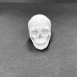 HumanSkull.1.jpeg Human Skull