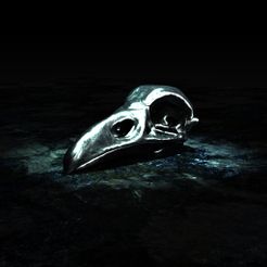 Raven-Skull-2.jpg Realistic Raven Skull