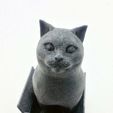 vertigo1.jpg Schrodinky: British Shorthair Cat Sitting In A Box(single extrusion version)