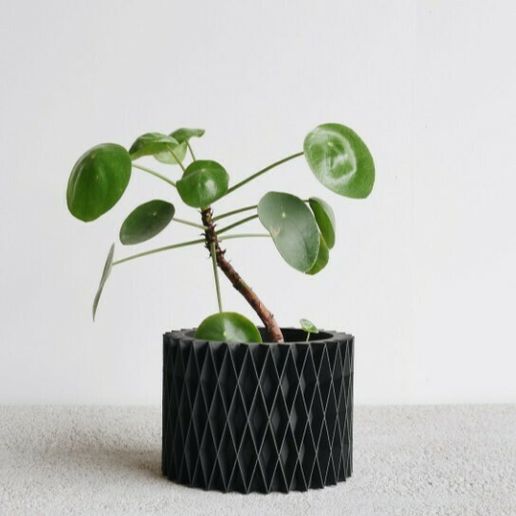 20231219_230948.jpg ГОРШЕЧНОЕ РАСТЕНИЕ ЗИГЗАГ