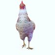 JJJJJU.jpg CHICKEN CHICKEN - DOWNLOAD CHICKEN 3d Model - animated for Blender-Fbx-Unity-Maya-Unreal-C4d-3ds Max - 3D Printing HEN hen, chicken, fowl, coward, sissy, funk- BIRD - POKÉMON - GARDEN