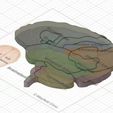 F360_Brain.JPG Free 3D file Brain Anatomy Puzzle・Model to download and 3D print