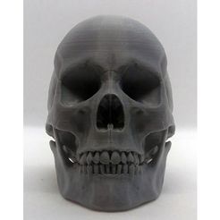 hm_skull_front_5.jpg human skull