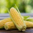 OIP.jpg Icons of Maize