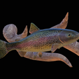 pstruh-26.png rainbow trout underwater statue on the wall detailed texture for 3d printing