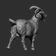 Goat9.jpg Goat 3D print model