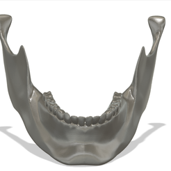 Screenshot-2023-09-24-170953.png Файл STL нижняя челюсть - челюсть・Модель 3D-принтера для скачивания