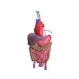 00.jpg INTESTINAL ANATOMY STOMACH ESOPHAGUS INTESTINE SMALL LIVER LUNG LARGE HEART THROAT PANCREAS BLOOD VESSEL